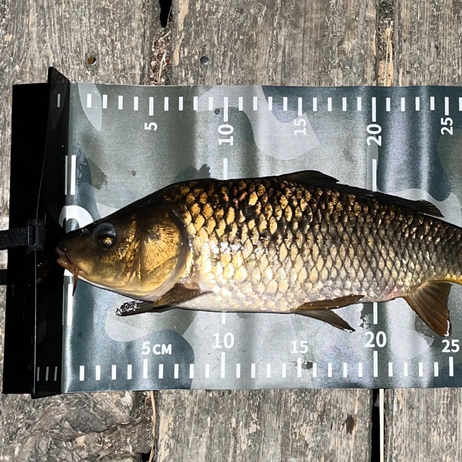 The most recent Common carp catches on Fishbrain