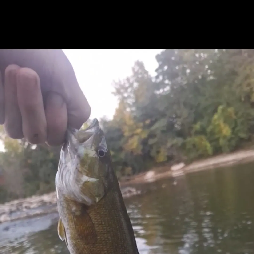 Smallmouth bass caught on Fishbrain