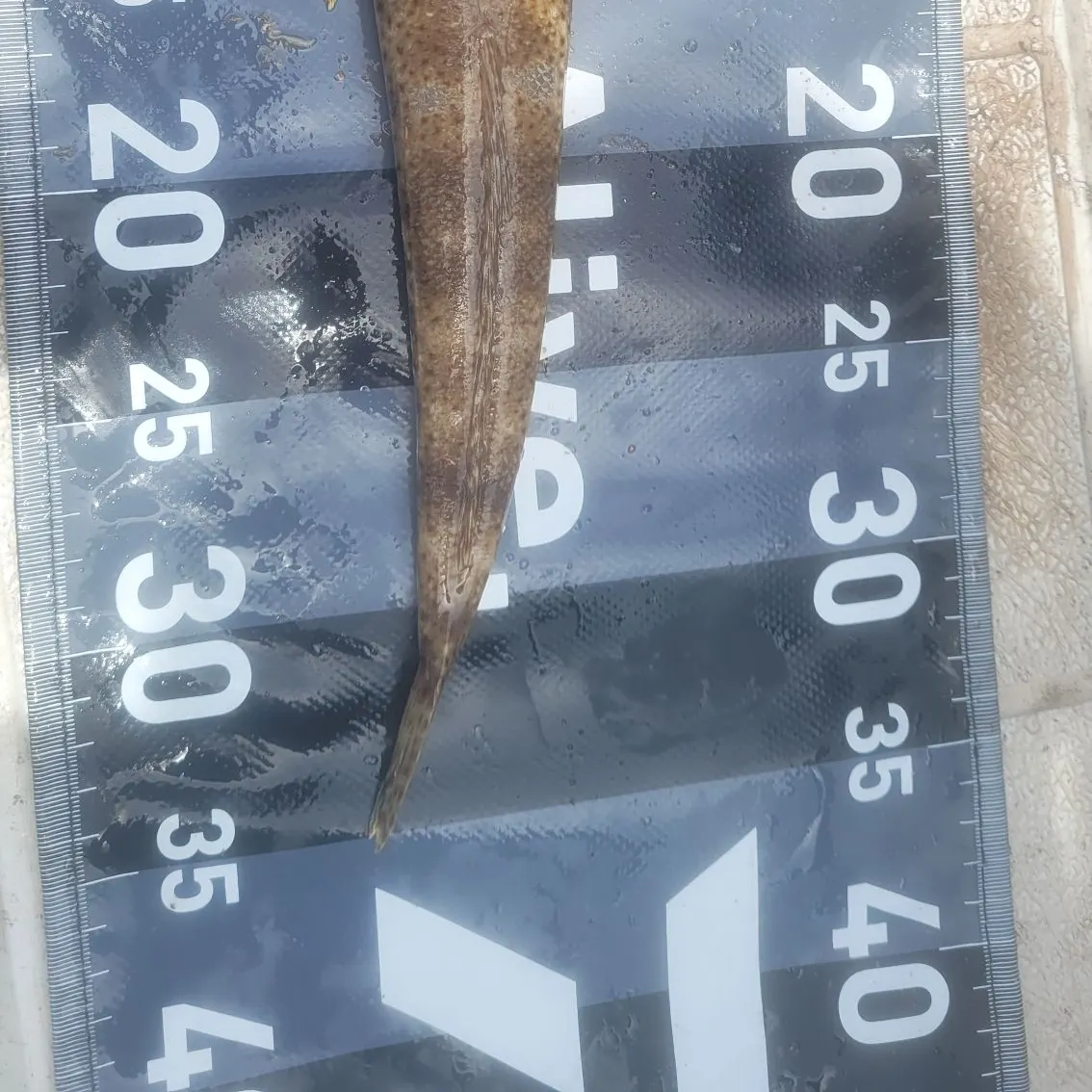 The most recent Blue-spotted flathead catches on Fishbrain