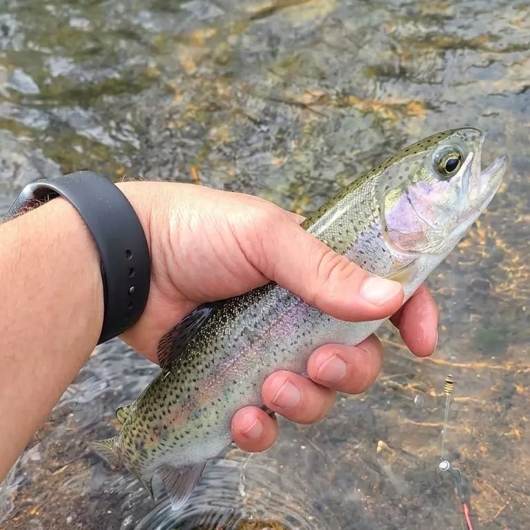 Rainbow trout caught on Fishbrain