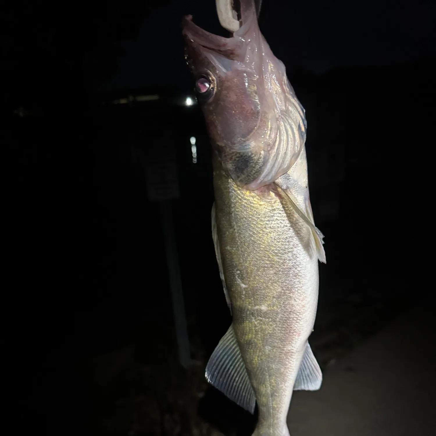 Walleye caught on Fishbrain