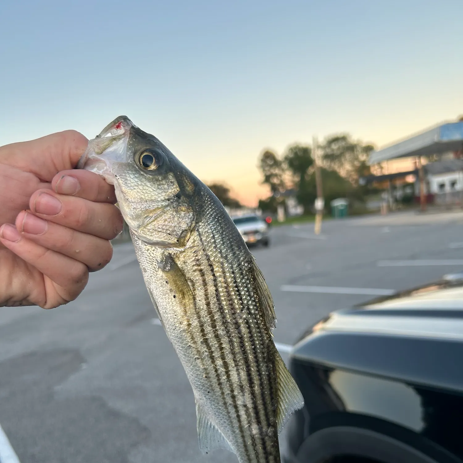 Striped bass caught on Fishbrain