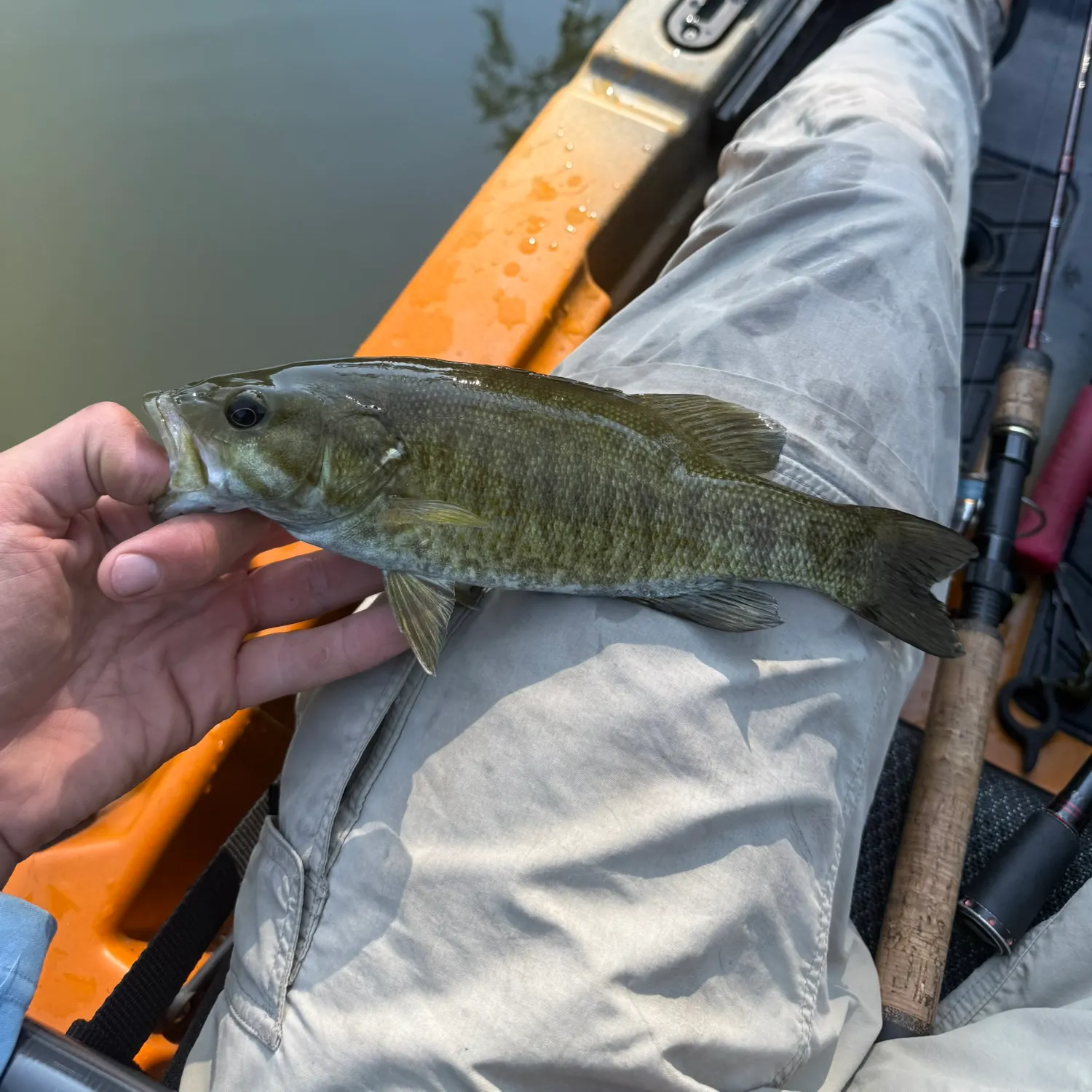 Smallmouth bass caught on Fishbrain