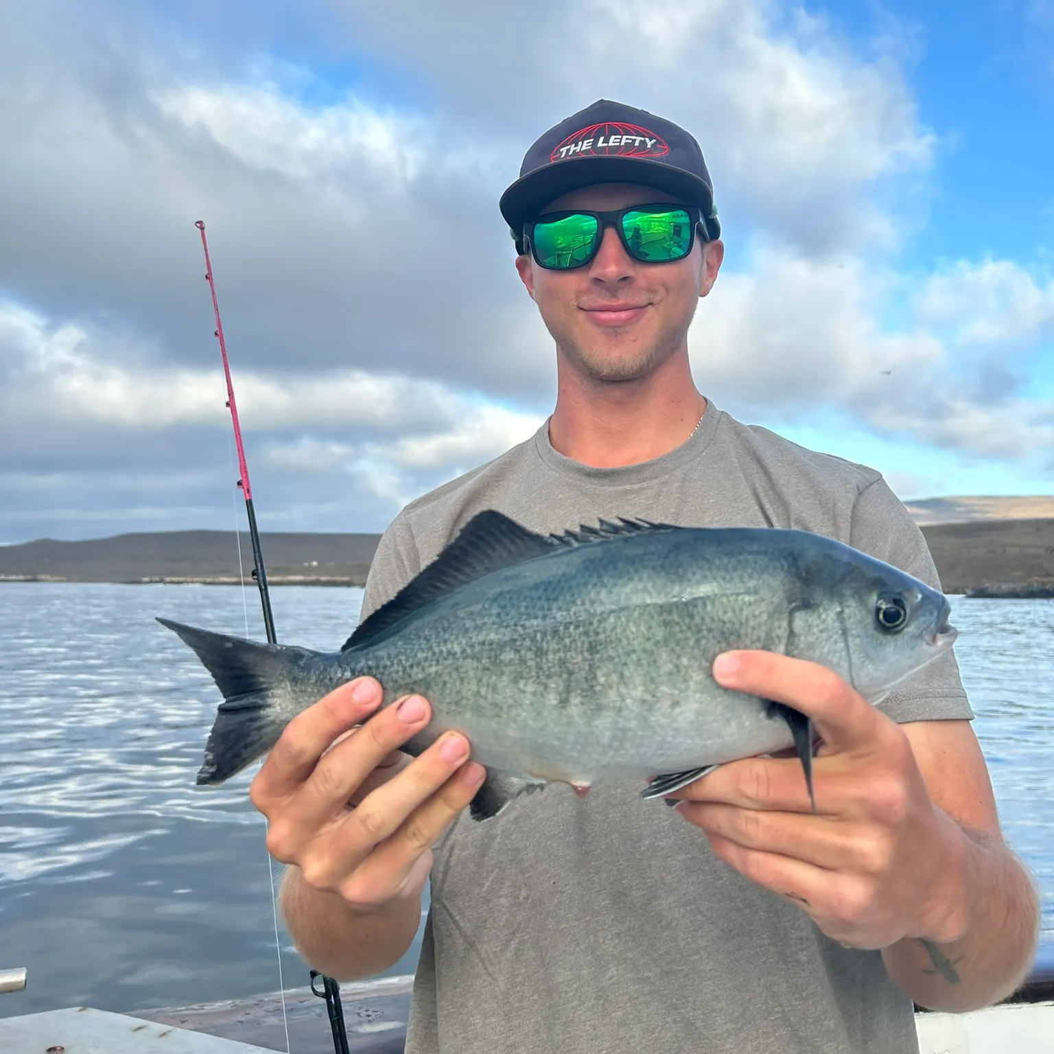 The most recent Luderick catches on Fishbrain