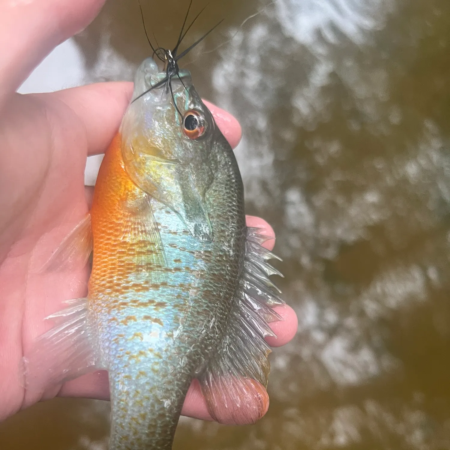Redbreast sunfish caught on Fishbrain