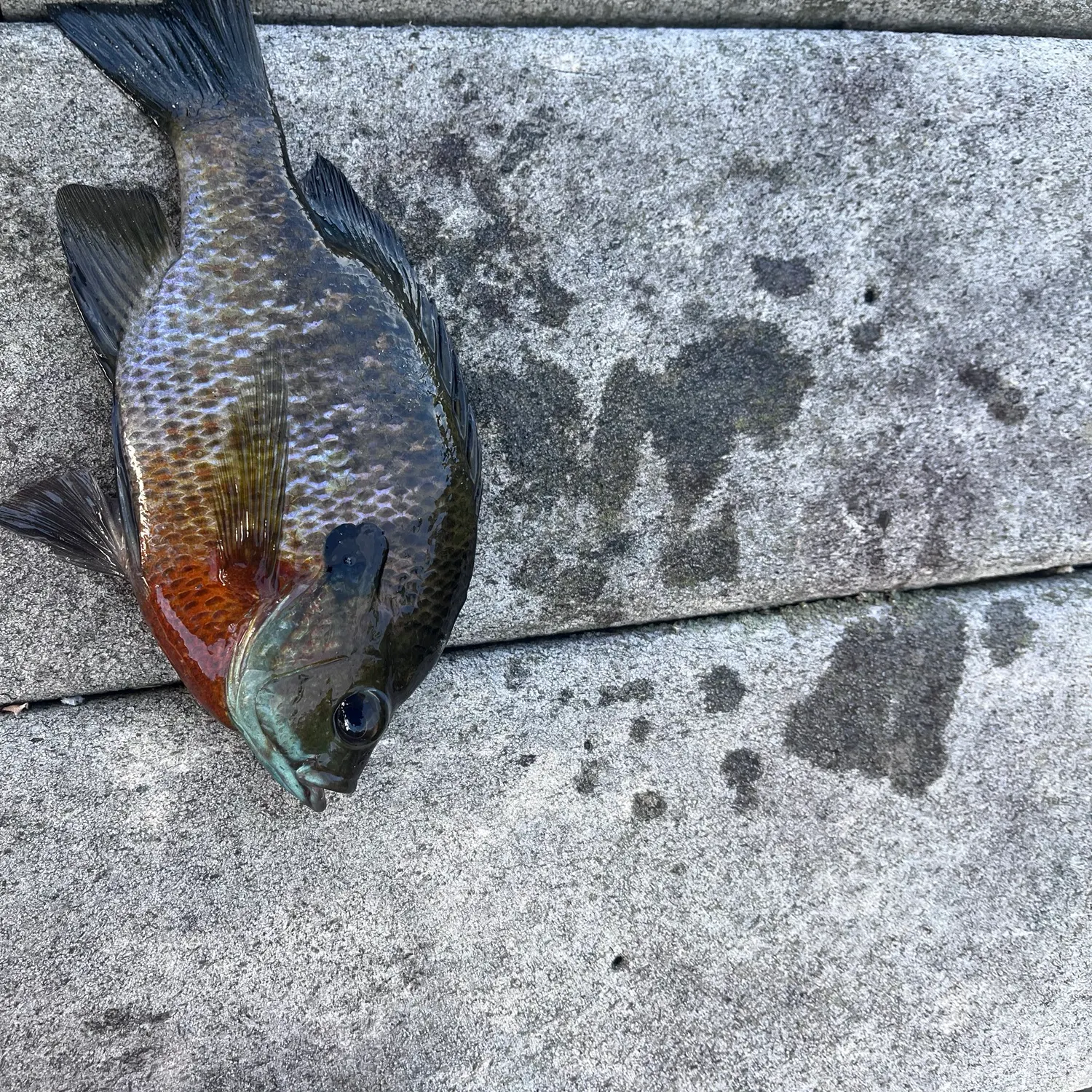 Bluegill caught on Fishbrain