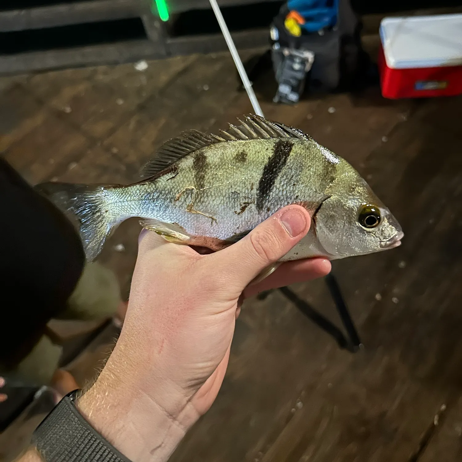 Sargo caught on Fishbrain
