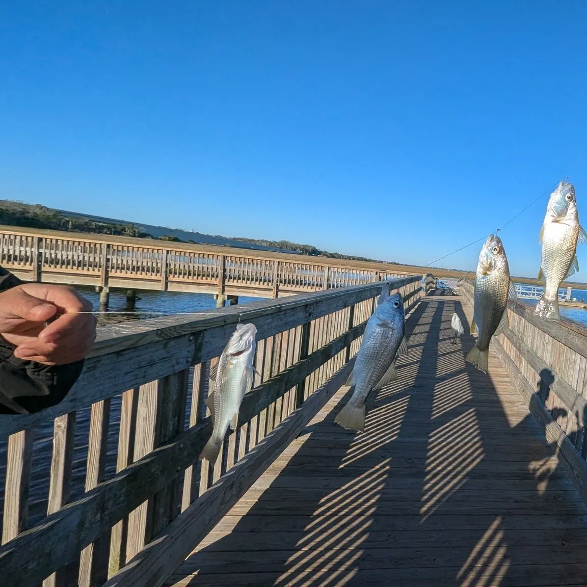The most recent Atlantic croaker catches on Fishbrain