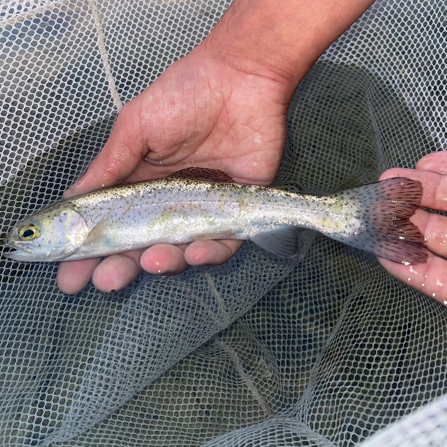 Rainbow trout caught on Fishbrain