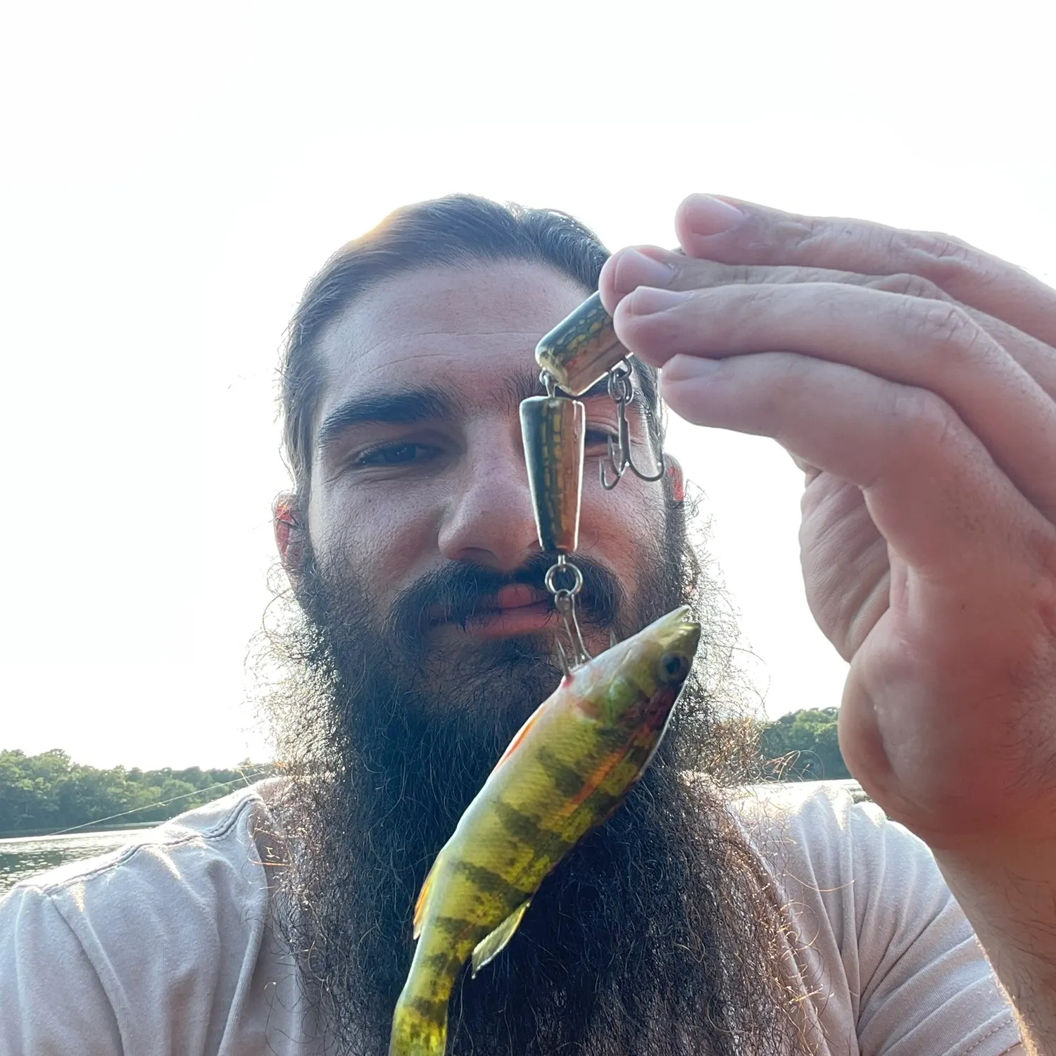 Yellow perch caught on Fishbrain