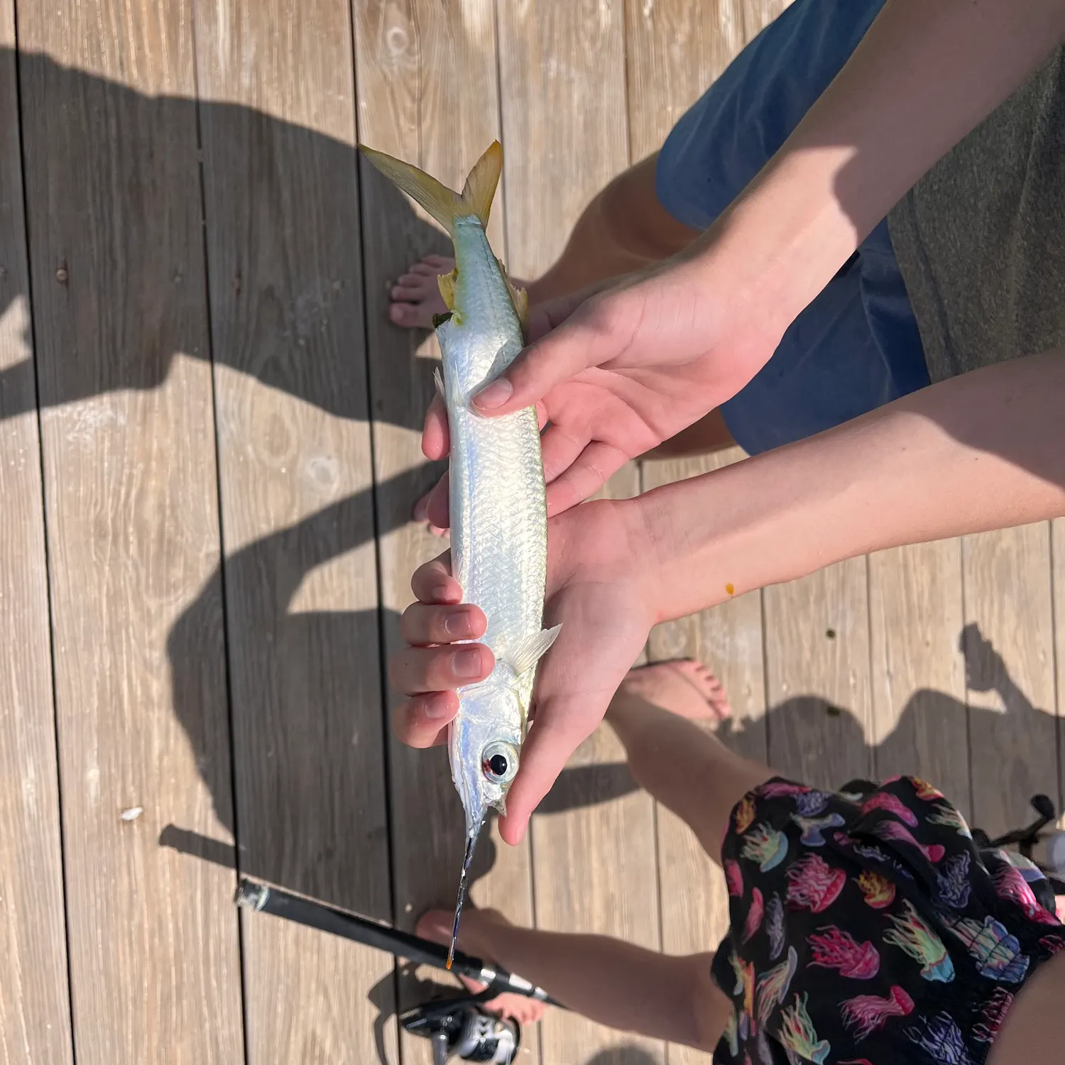 The most recent Balao halfbeak catches on Fishbrain