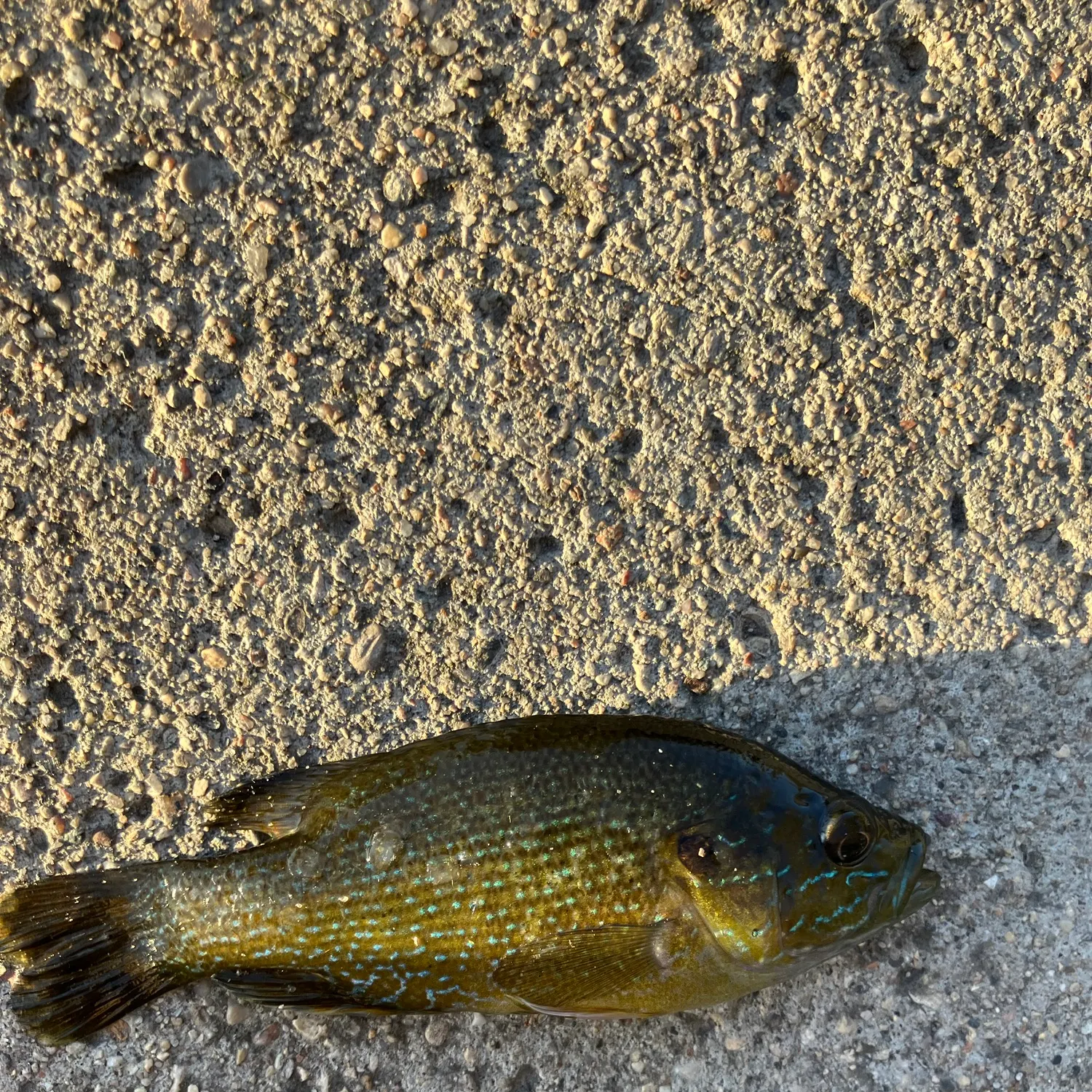 Green sunfish caught on Fishbrain