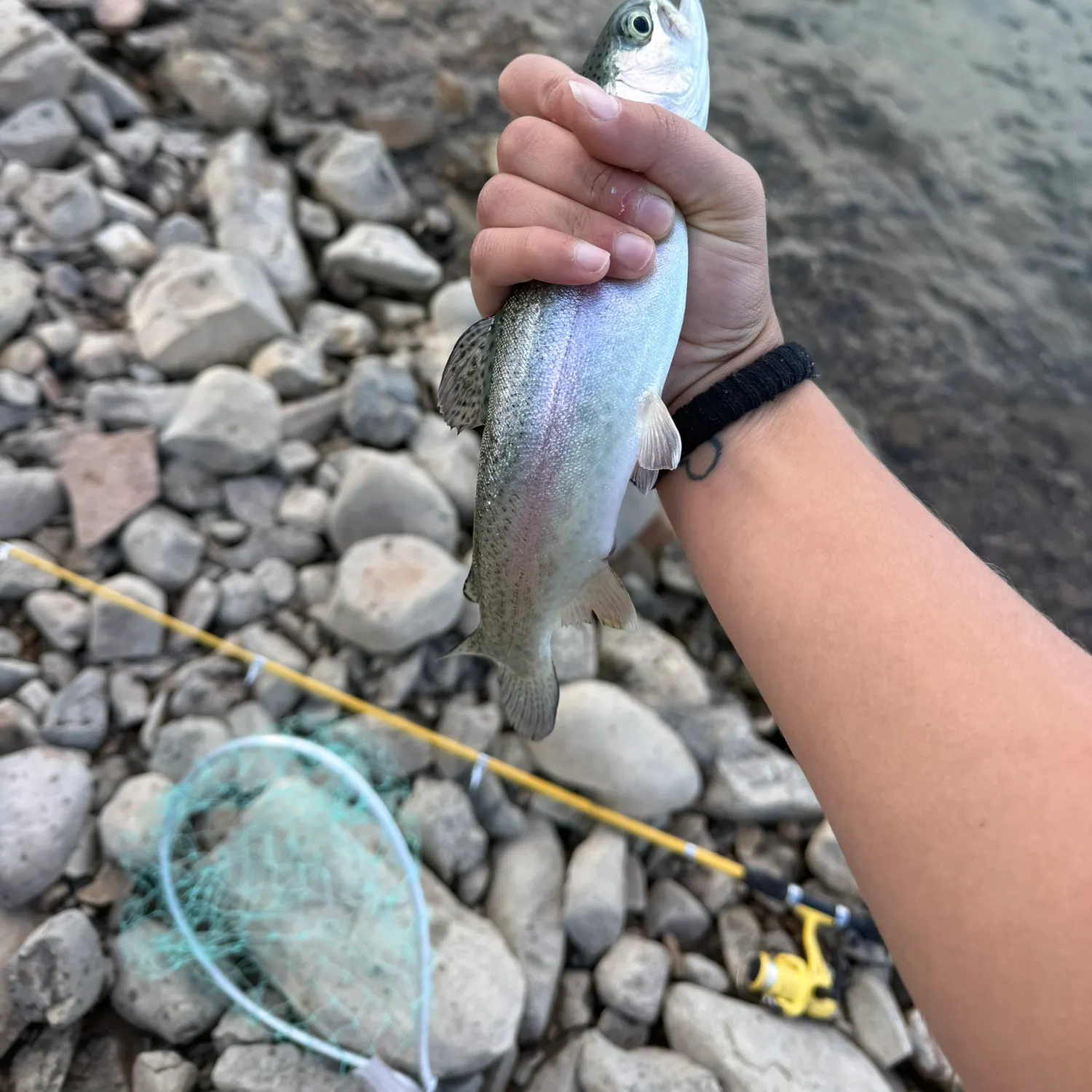 Rainbow trout caught on Fishbrain