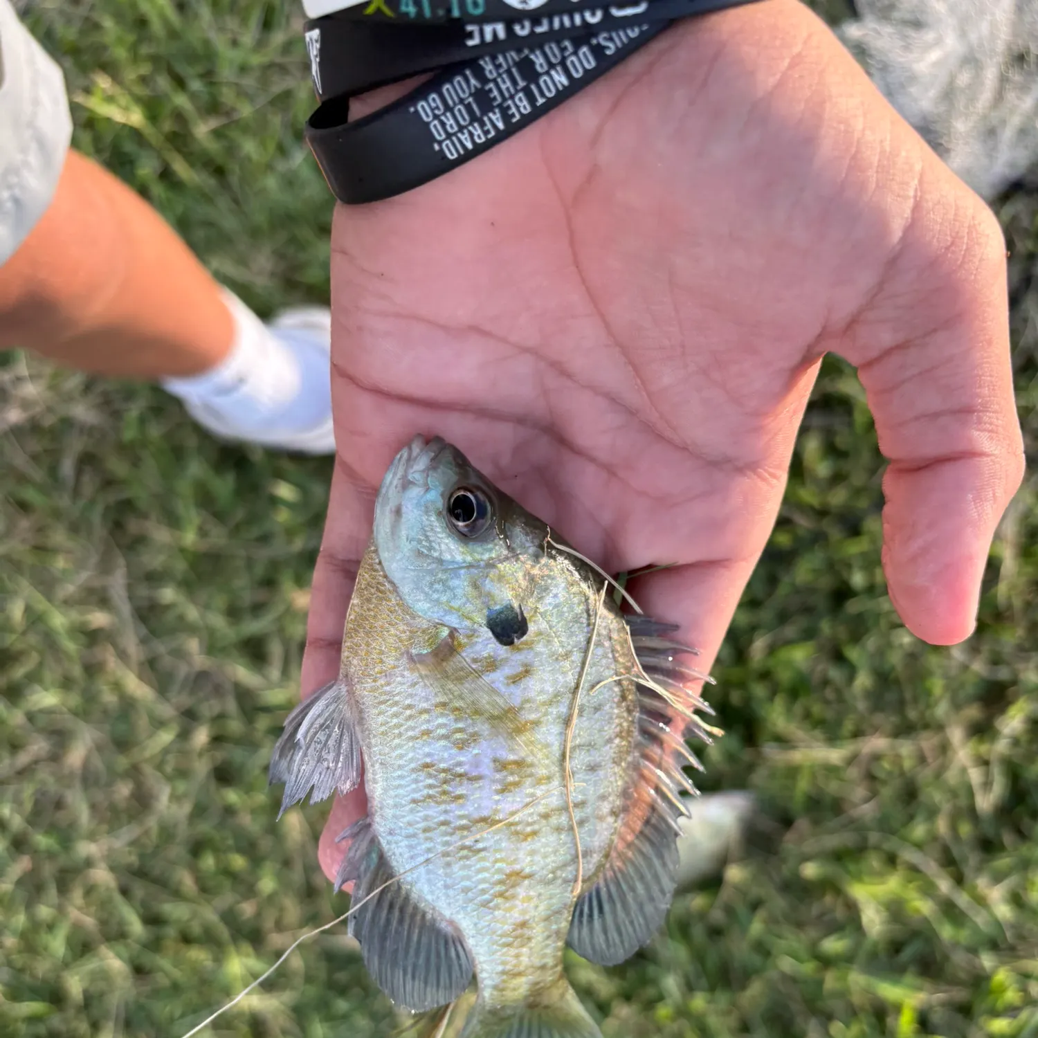 Redear x bluegill caught on Fishbrain