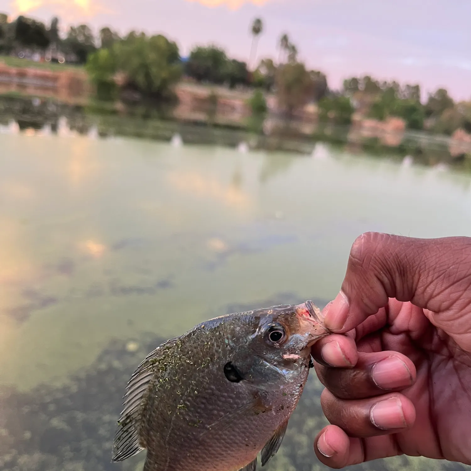 Bluegill caught on Fishbrain