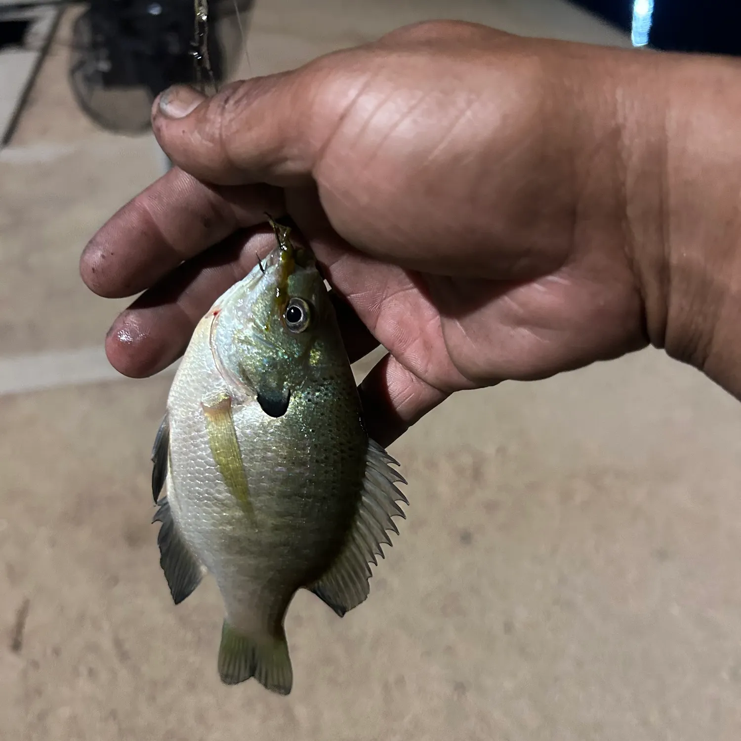 Bluegill caught on Fishbrain