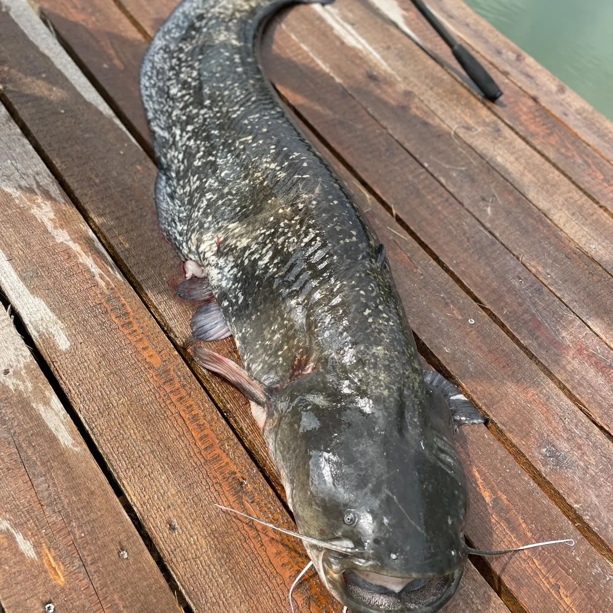 The most recent Wels catfish catches on Fishbrain