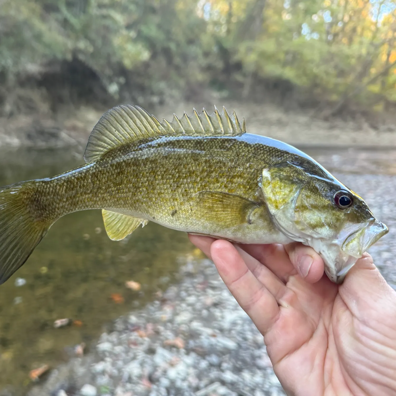 Smallmouth bass caught on Fishbrain