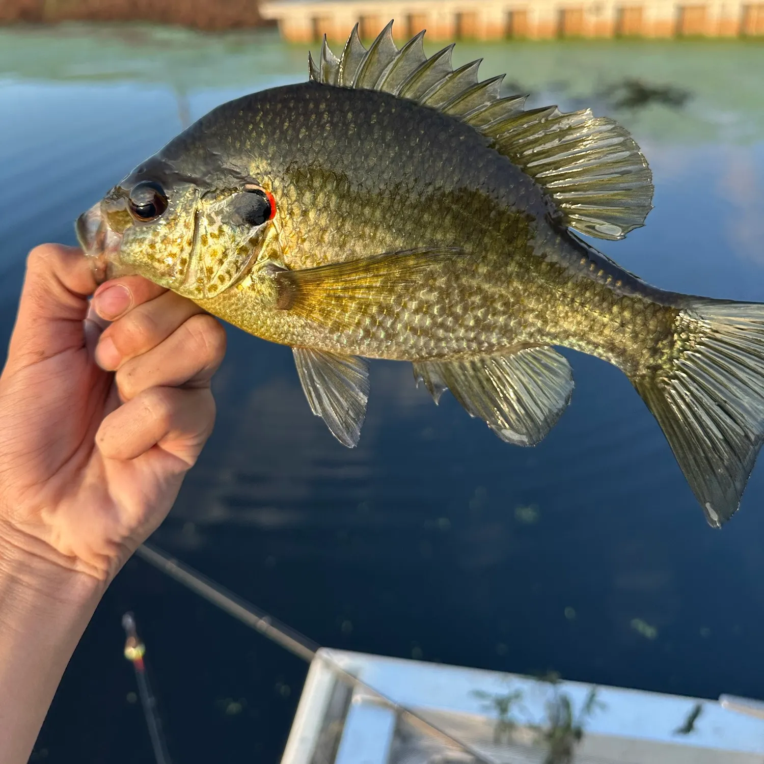 The most recent Redear sunfish catches on Fishbrain