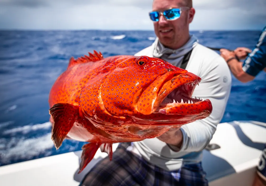 Leopard coralgrouper