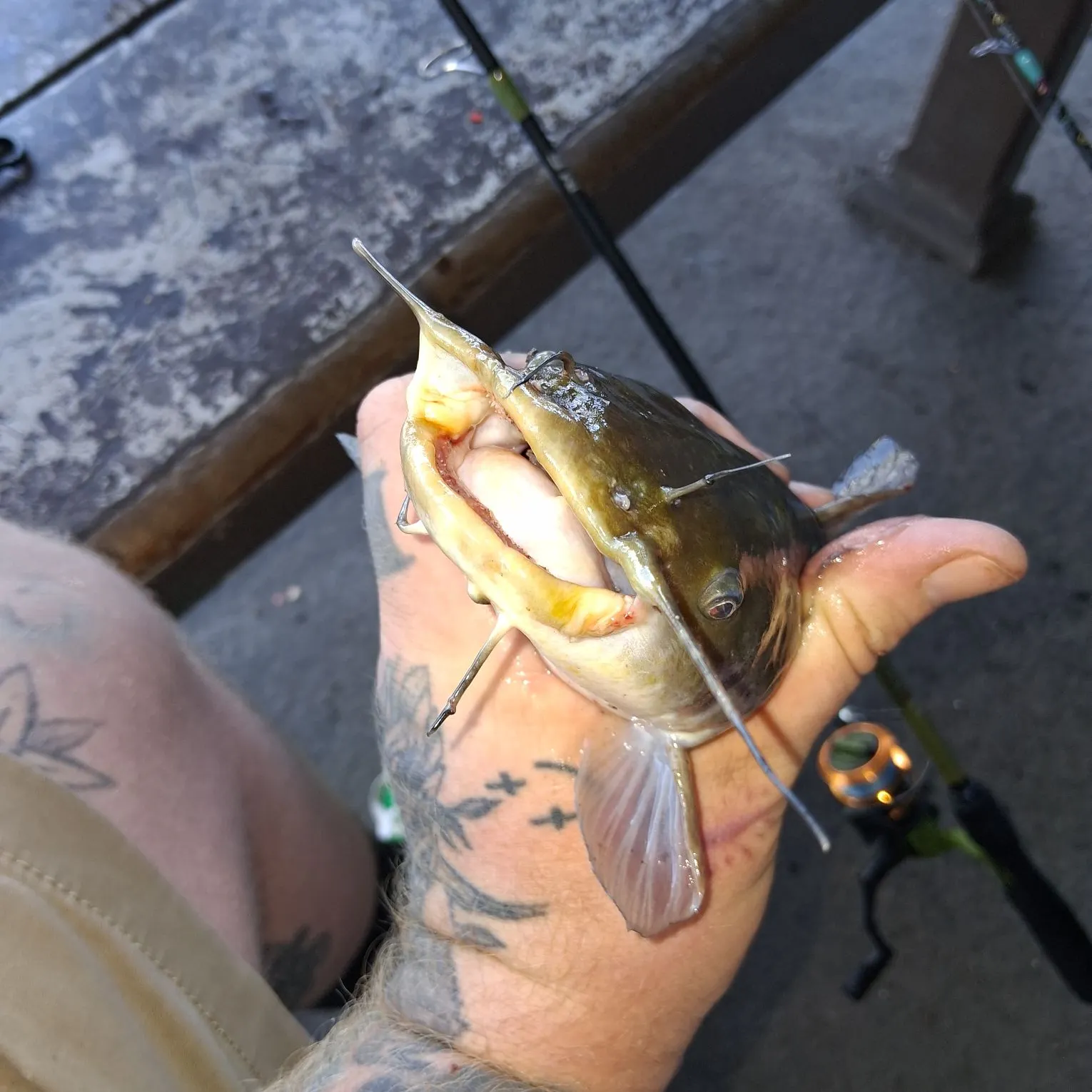 recently logged catches
