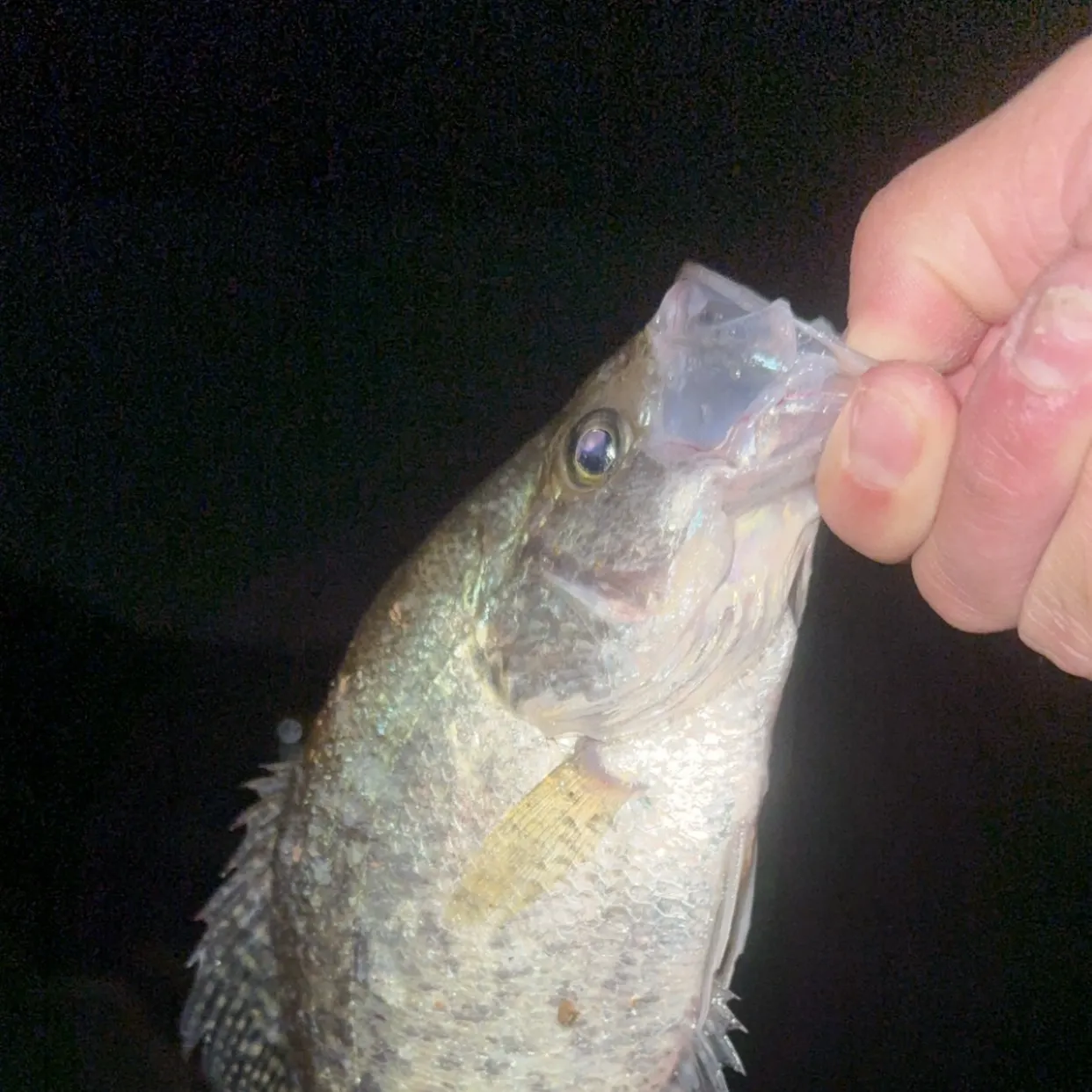 White crappie caught on Fishbrain