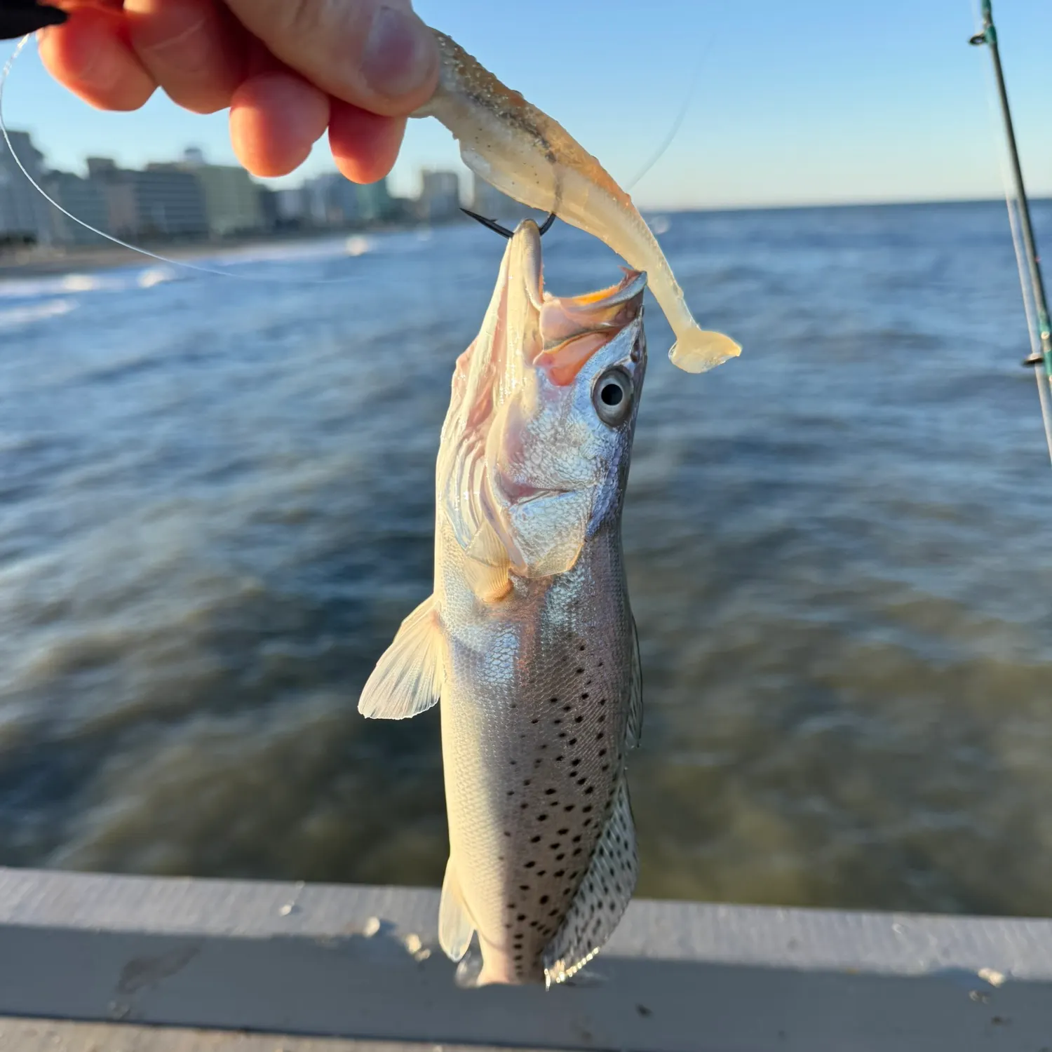 Spotted seatrout caught on Fishbrain