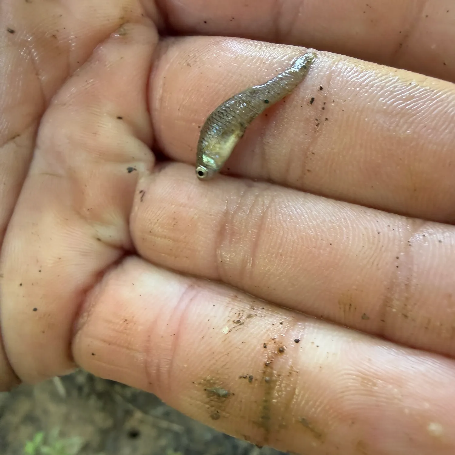 The most recent Eastern mosquitofish catches on Fishbrain