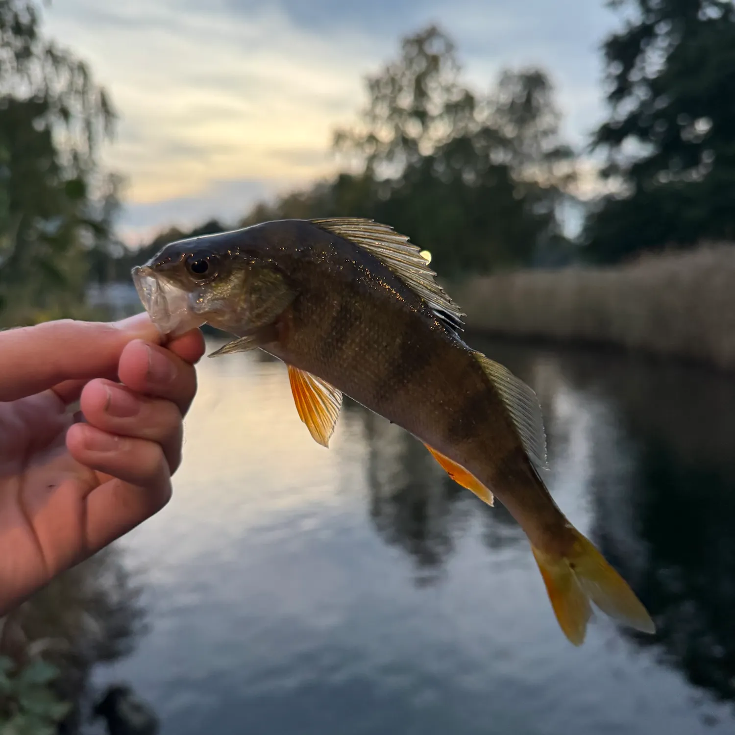 European perch caught on Fishbrain