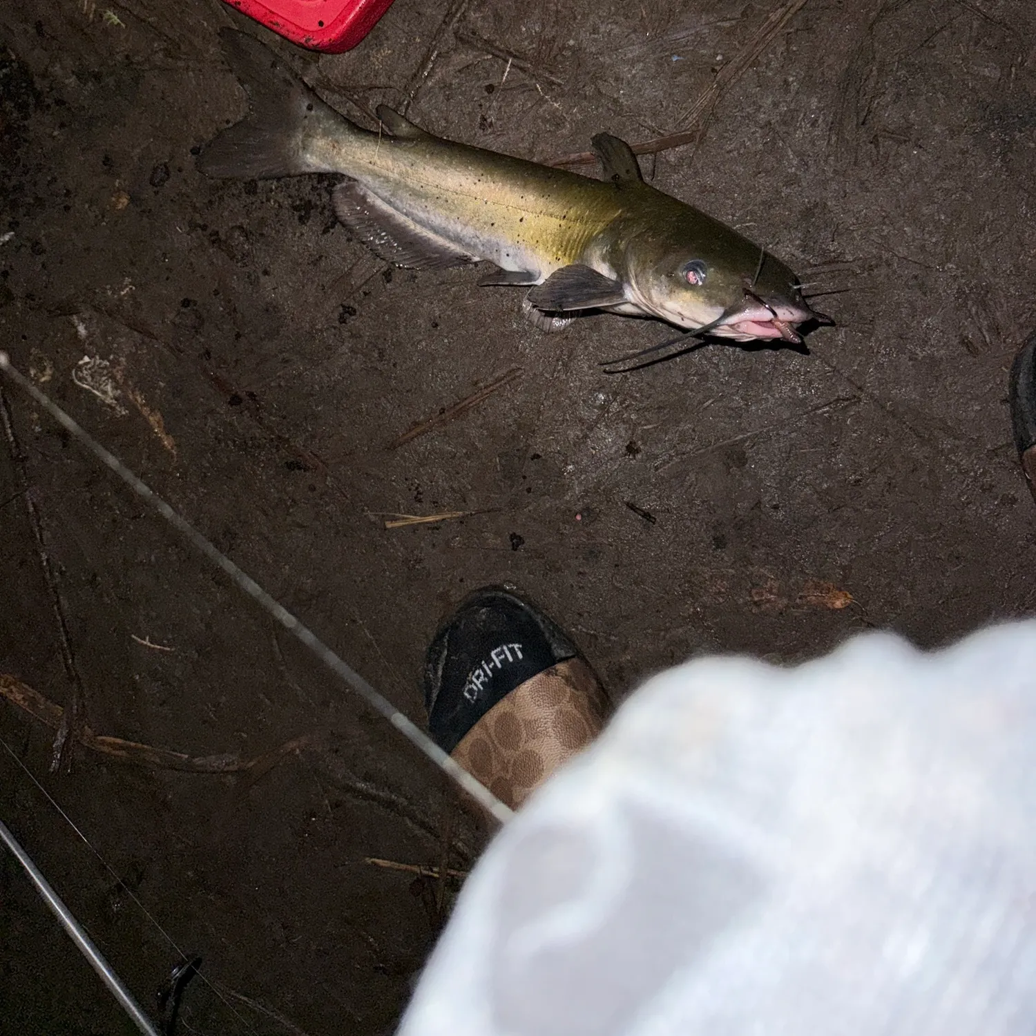 The most recent Flathead catfish catches on Fishbrain