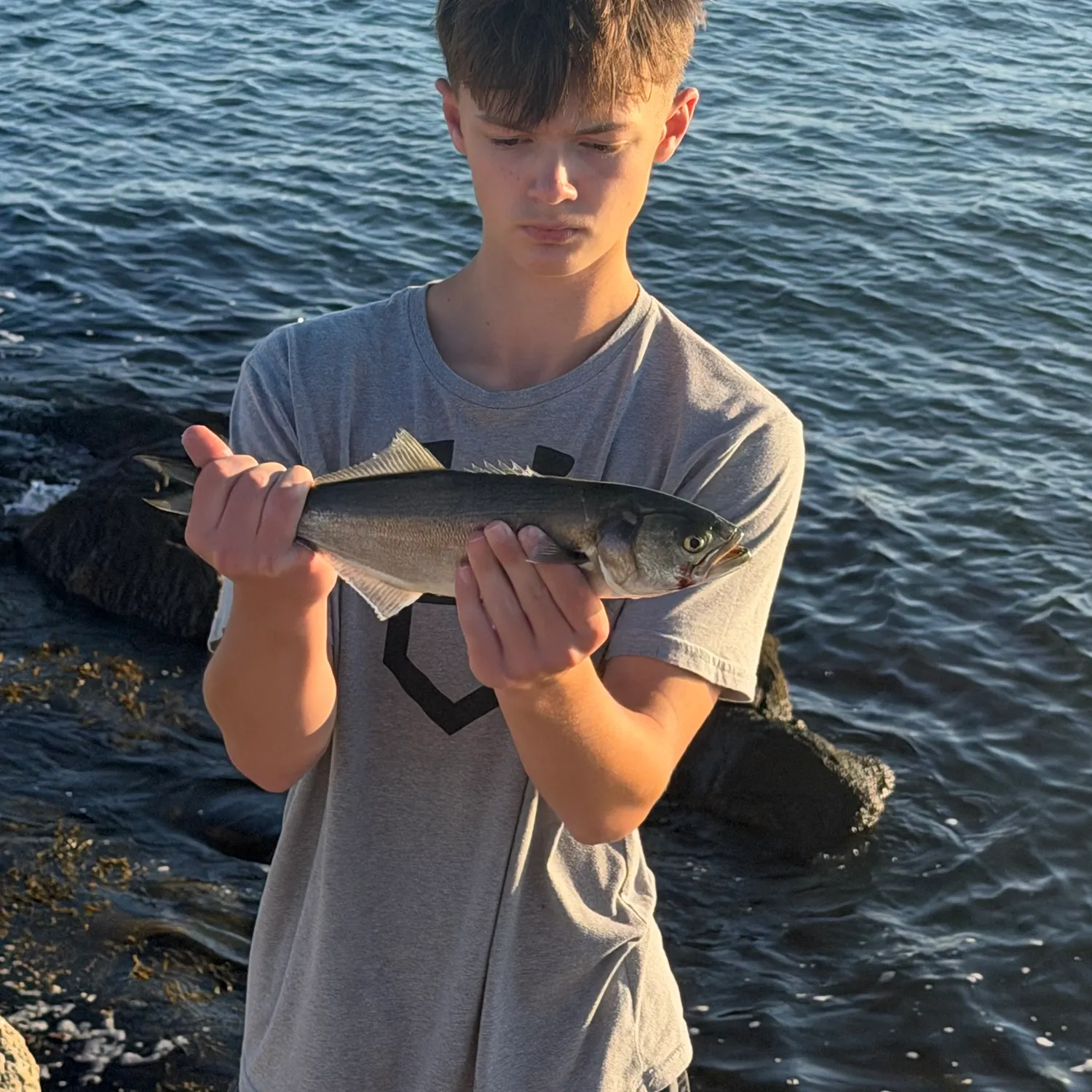 Bluefish caught on Fishbrain