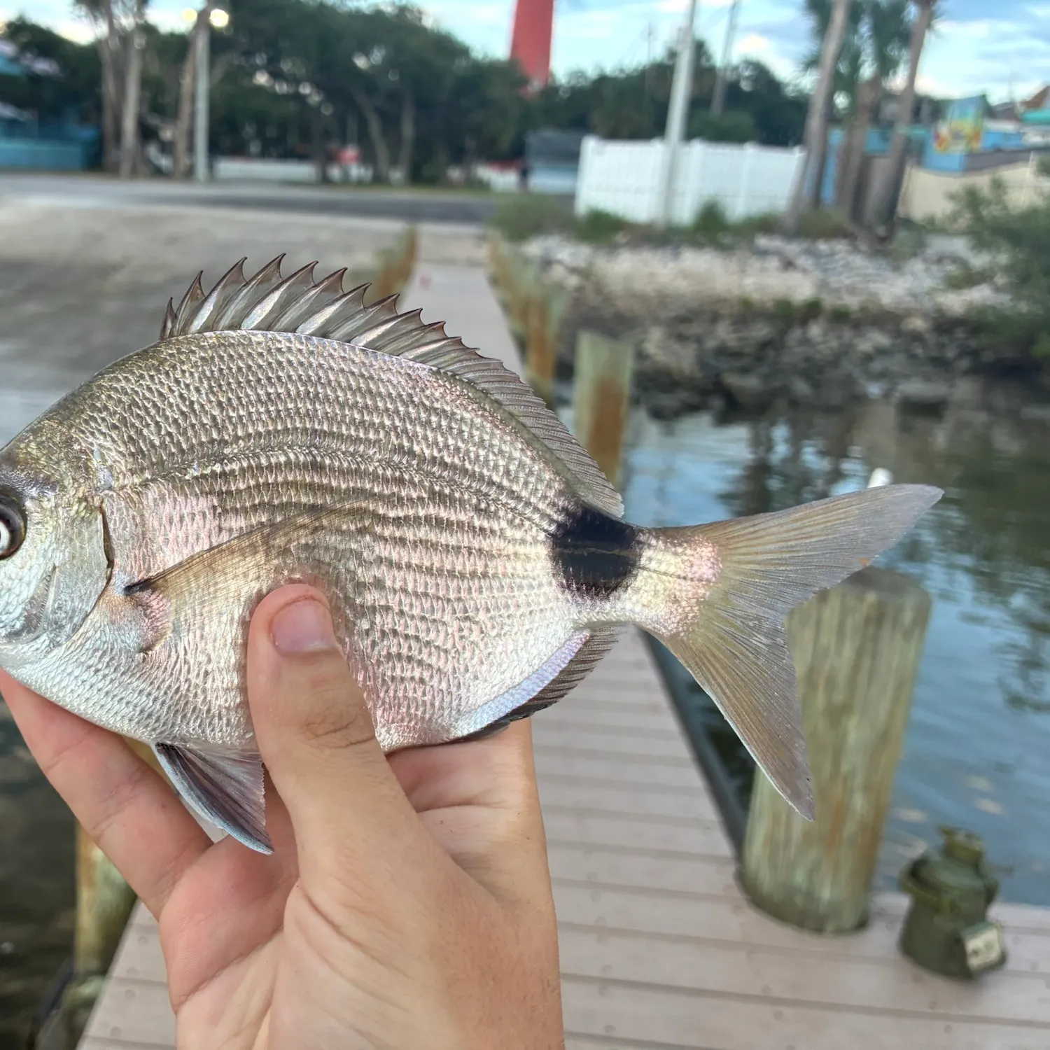 Spottail seabream caught on Fishbrain