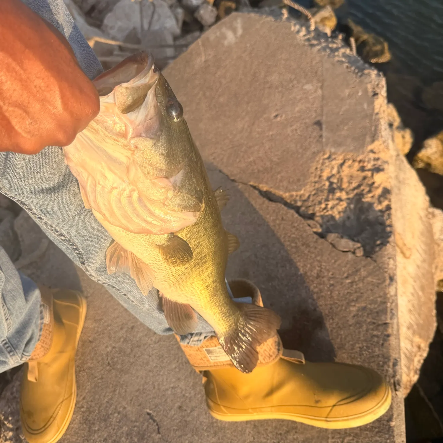 Largemouth bass caught on Fishbrain