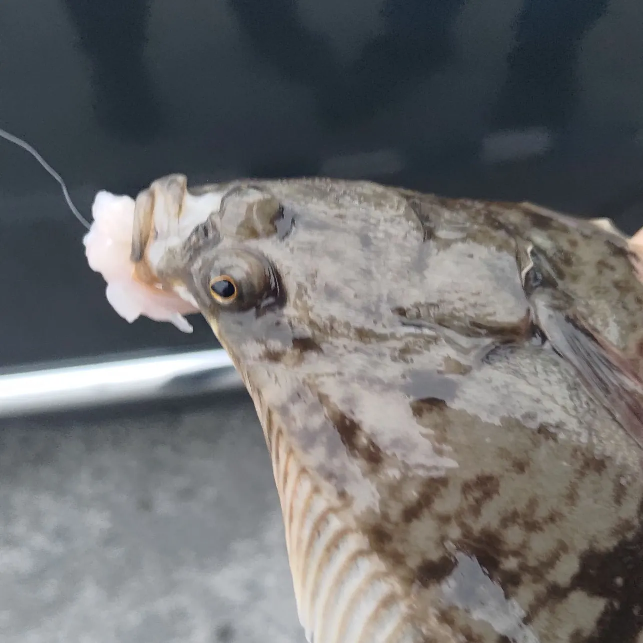The most recent Stone Flounder catches on Fishbrain