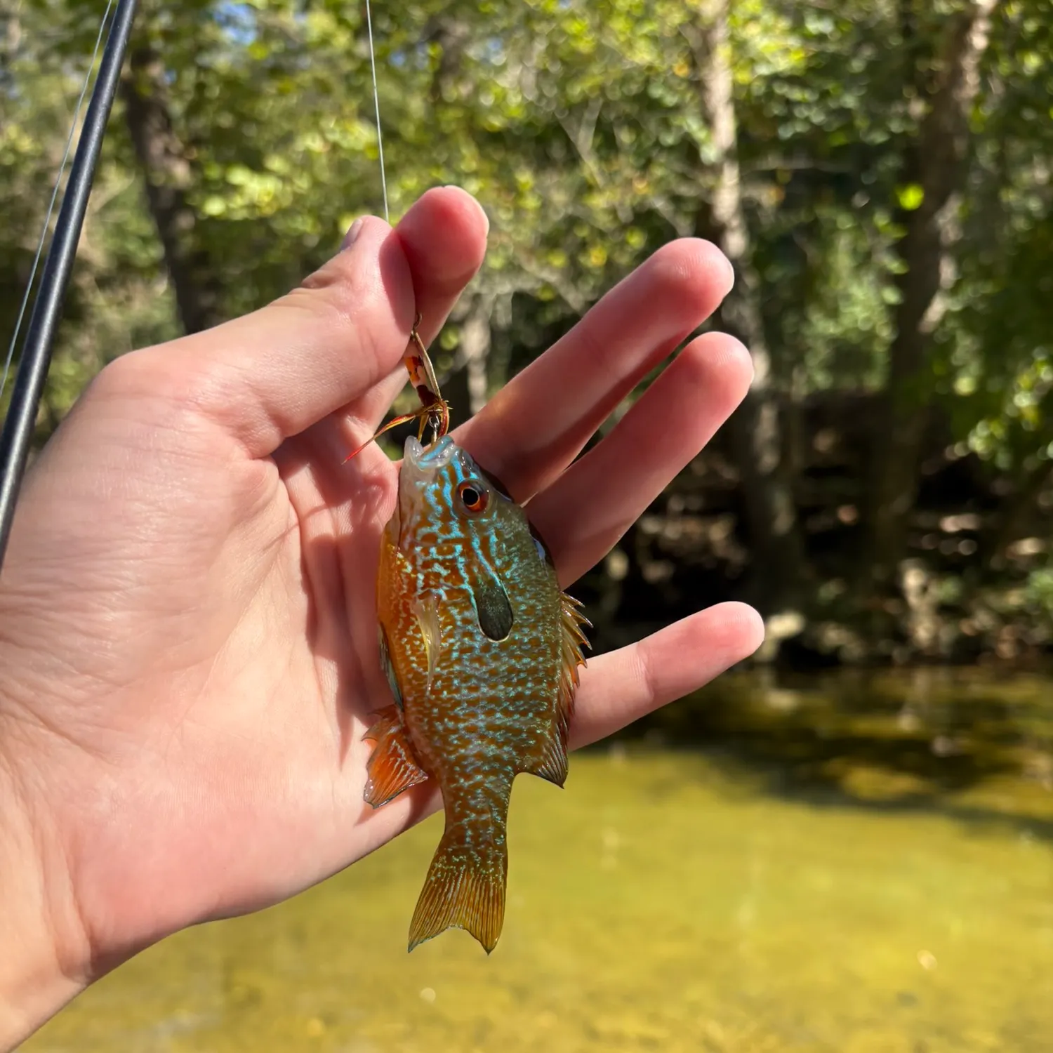 Longear sunfish caught on Fishbrain