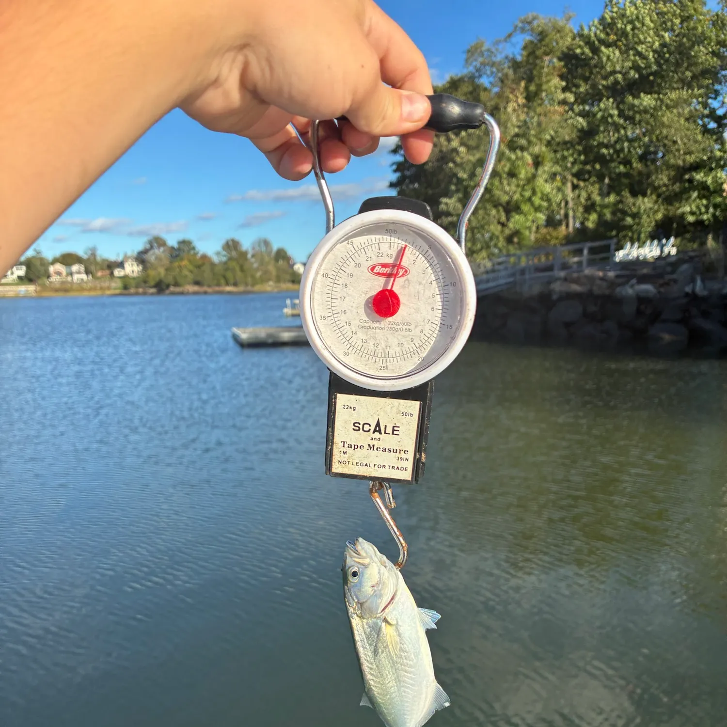 Bluefish caught on Fishbrain