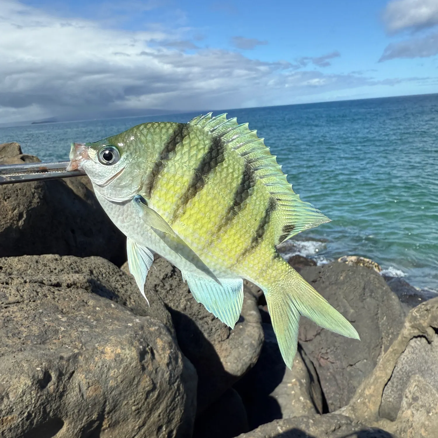 The most recent Sergeant-major catches on Fishbrain