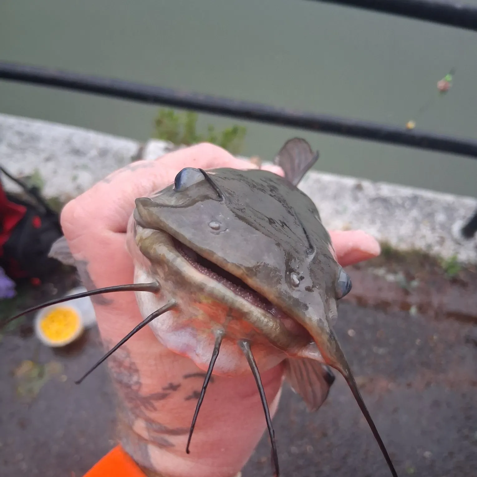 Brown bullhead caught on Fishbrain