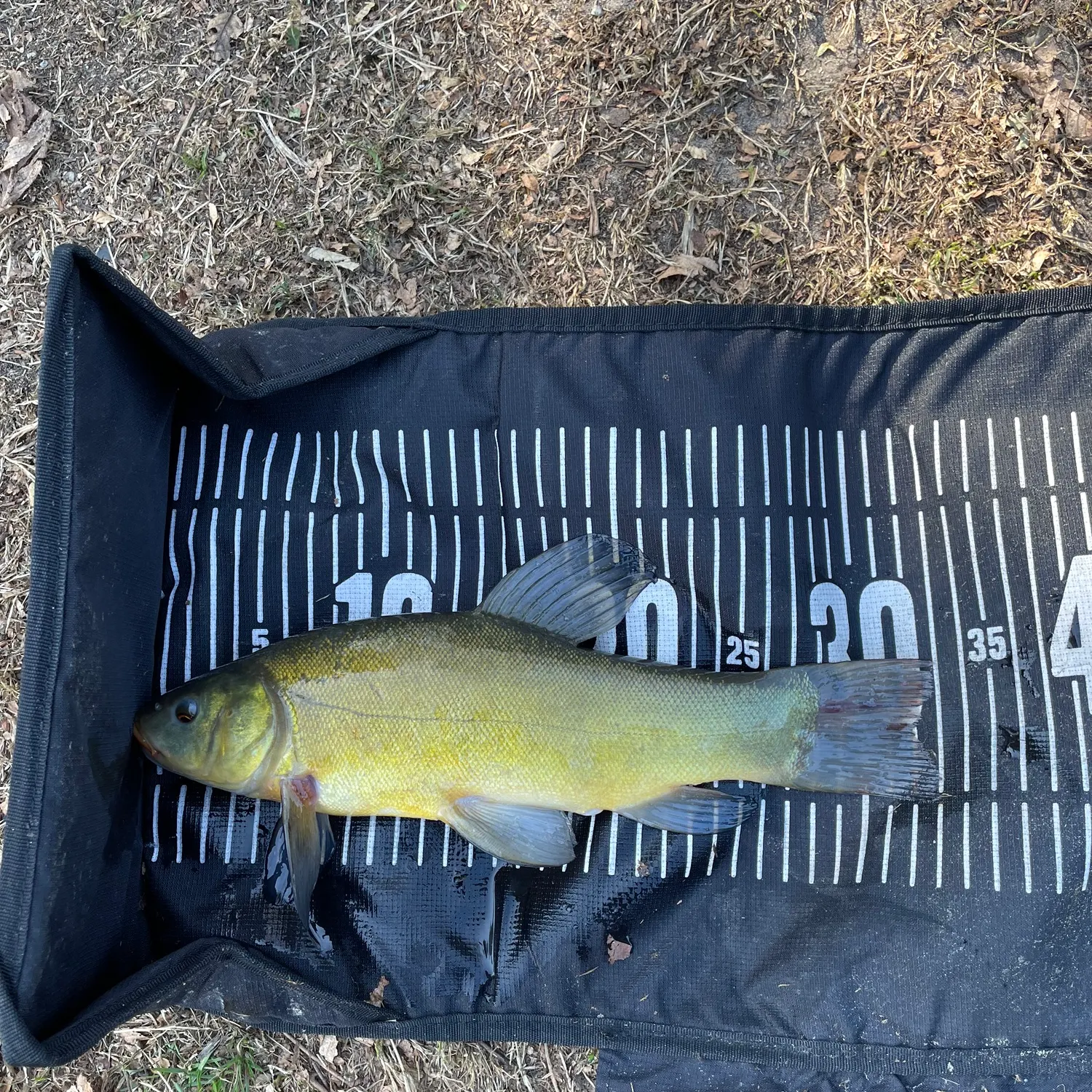 Tench caught on Fishbrain