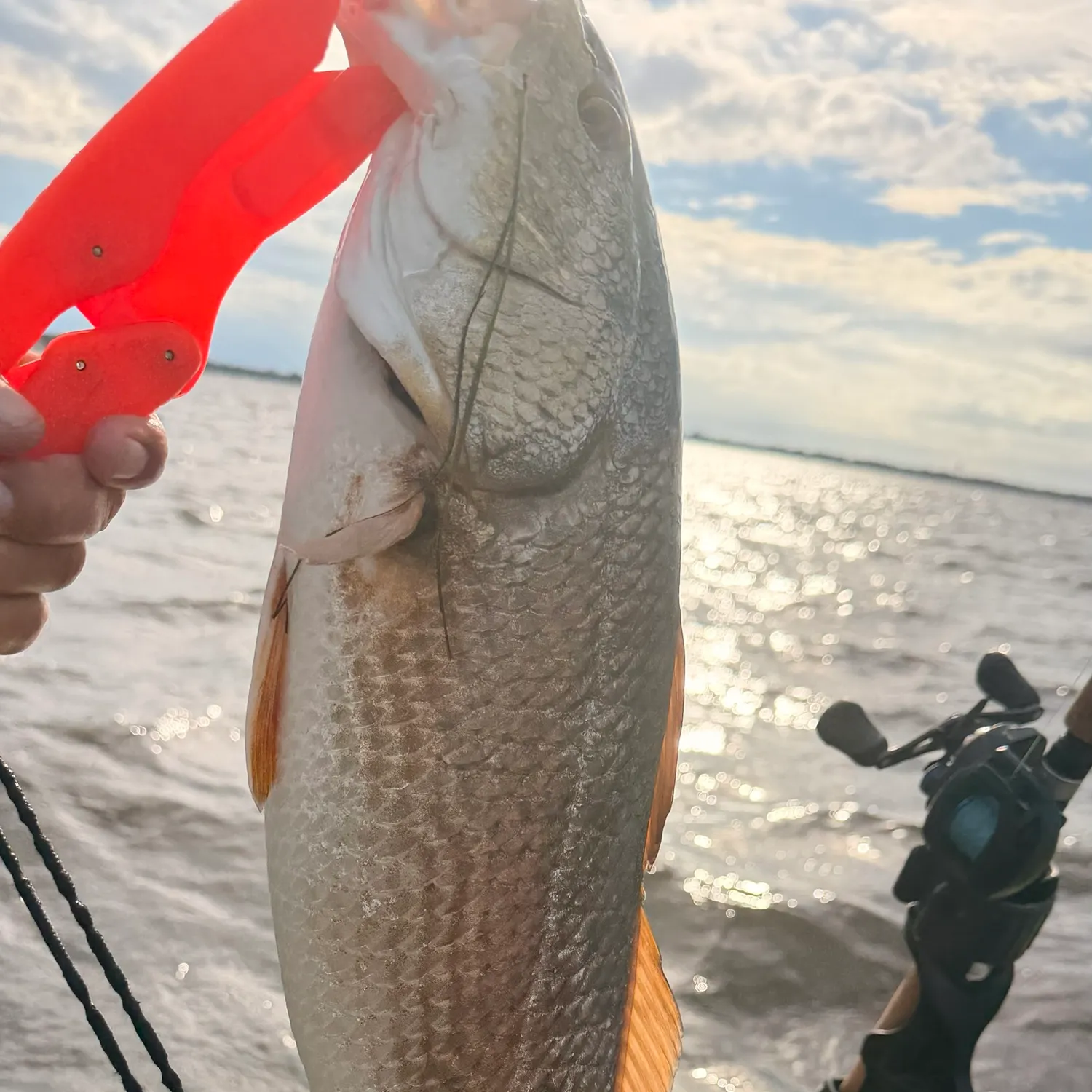 Fish caught on Fishbrain