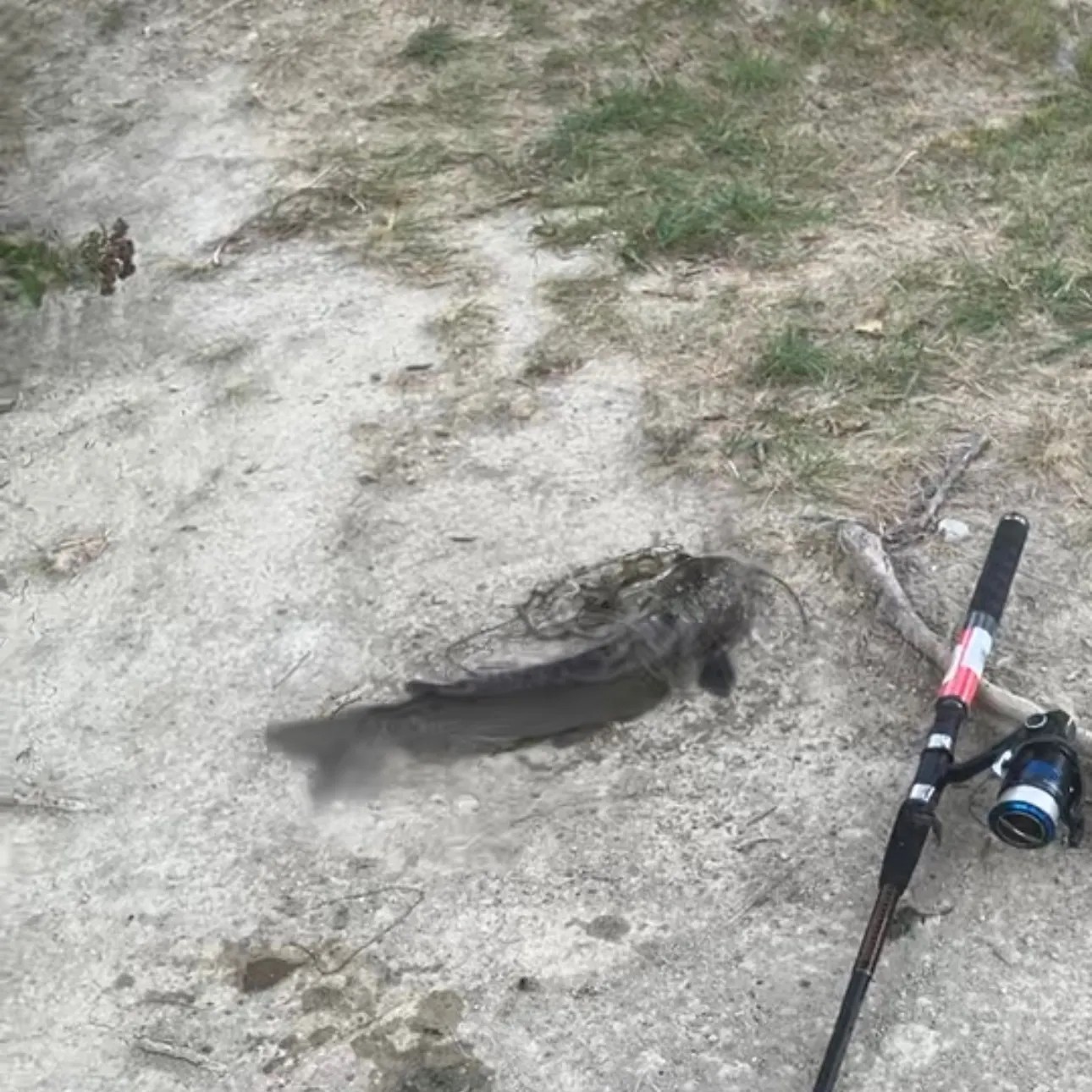 Channel catfish caught on Fishbrain
