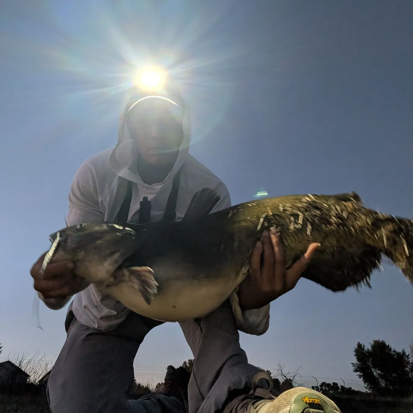 Channel catfish caught on Fishbrain