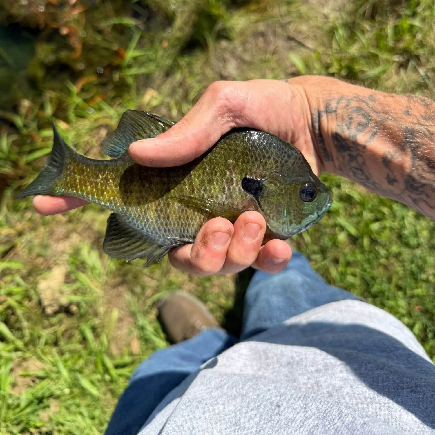 Bluegill caught on Fishbrain