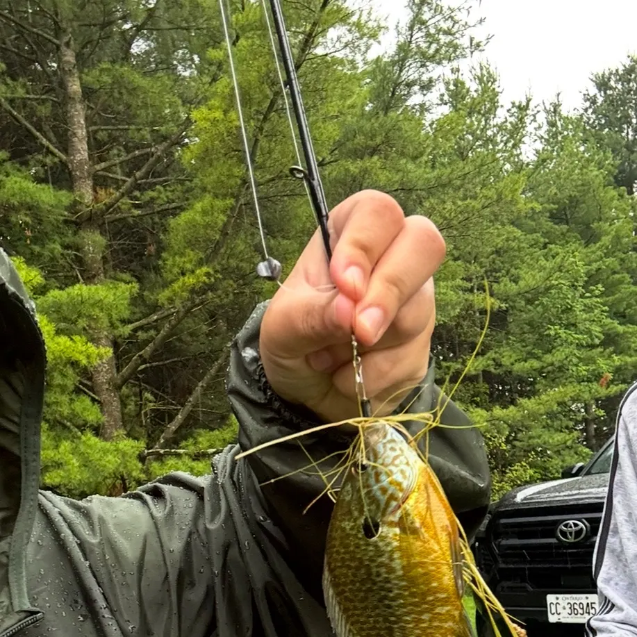 The most recent Pumpkinseed catches on Fishbrain