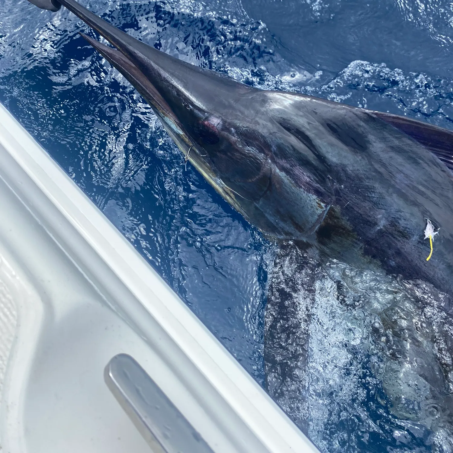The most recent Striped marlin catches on Fishbrain
