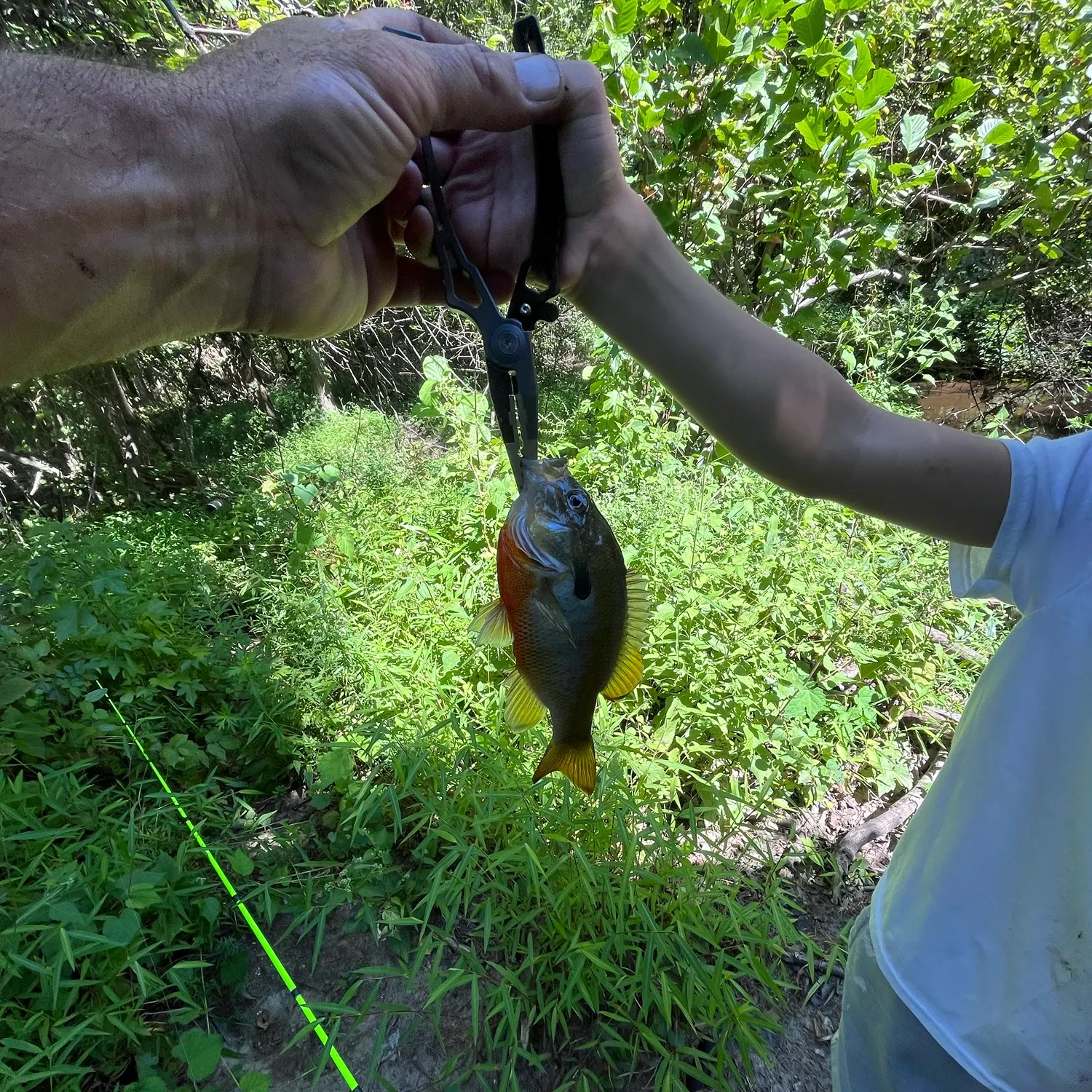 Redbreast sunfish caught on Fishbrain