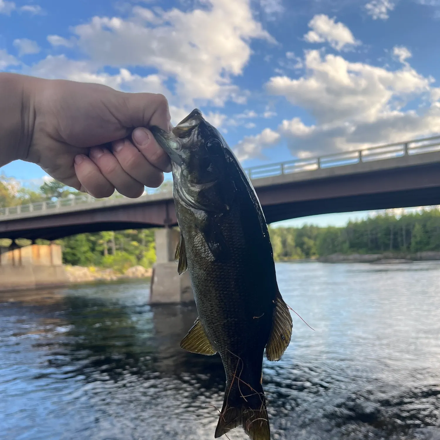 Smallmouth bass caught on Fishbrain