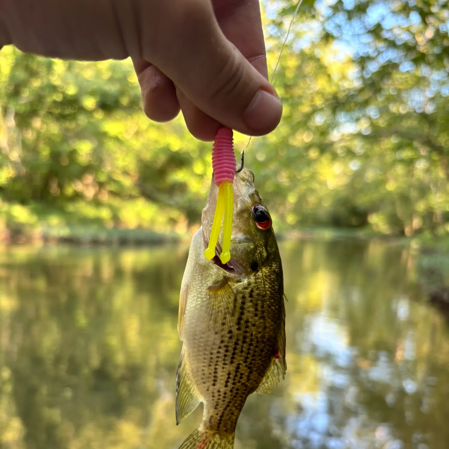 Rock bass caught on Fishbrain