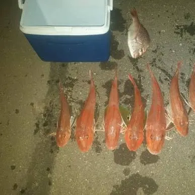 The most recent Tub gurnard catches on Fishbrain