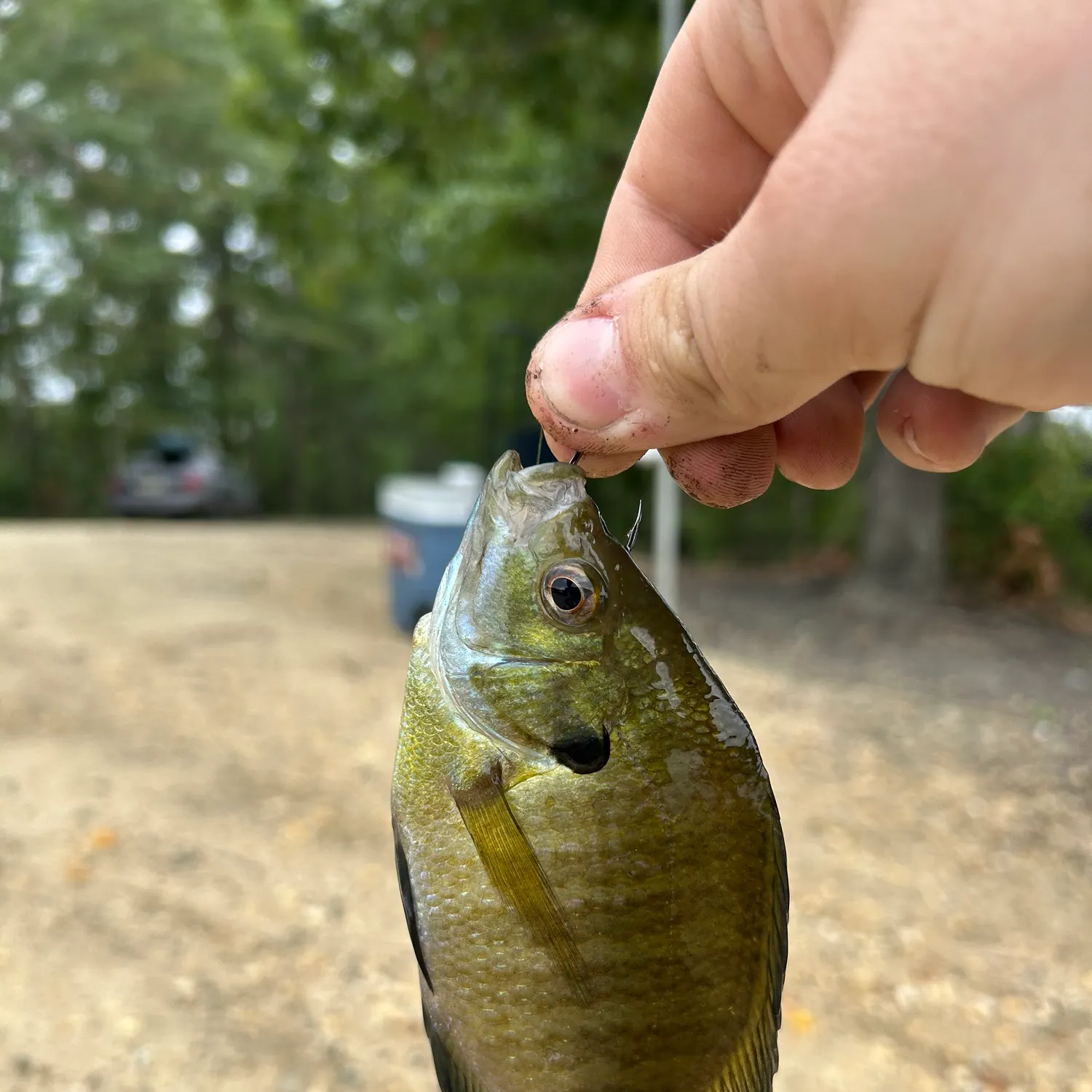 catch